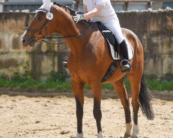 horse Ferragosto (Württemberger, 2001, from Ferryman)