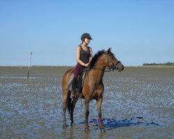 dressage horse Vincenzo R (German Riding Pony, 2003, from Veivel R)