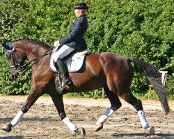 dressage horse Geizers (Latvian Warmblood, 1996, from Gaplans T 57)