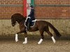 dressage horse Dio Dono (Oldenburg, 2011, from Don Diamond)