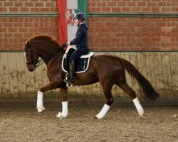 dressage horse Dio Dono (Oldenburg, 2011, from Don Diamond)