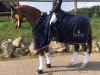 dressage horse Bijou 403 (Hanoverian, 2007, from Belissimo NRW)