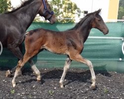 dressage horse For You (German Sport Horse, 2019, from Fantastic)