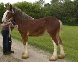 broodmare Hill Topper Malibu's Annette (Clydesdale, 2013, from Mission Bell Titan)