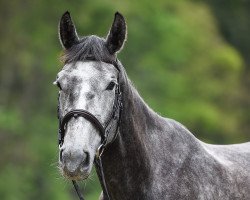 broodmare Crazy Night de Sisse (Selle Français, 2012, from Niagara d'Elle)