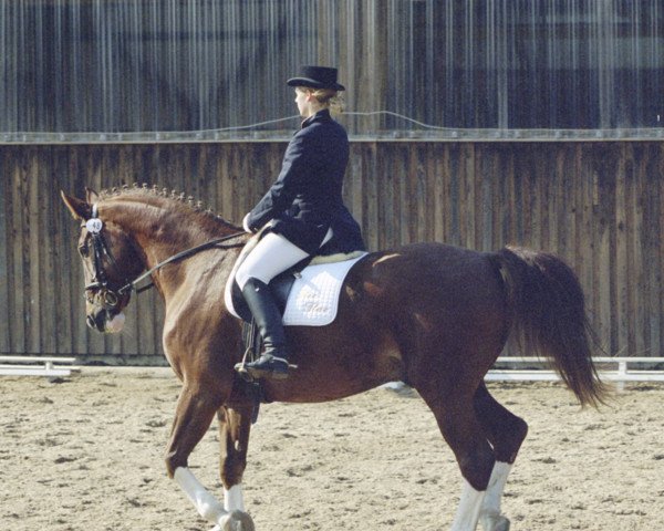 horse Iwan 29 (Hessian Warmblood, 1981, from Ico)
