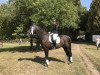 dressage horse Lord Louis 15 (Oldenburg, 2009, from Louis de Funes 4)