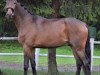 dressage horse Solo Dancer 5 (Oldenburg, 2016, from Santo Domingo)