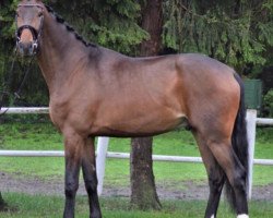 dressage horse Solo Dancer 5 (Oldenburg, 2016, from Santo Domingo)