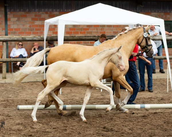 dressage horse Golden Sunshine (German Riding Pony, 2019, from Dance de Luxe)