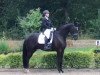 dressage horse Griccio (Westphalian, 2015, from Goldberg)