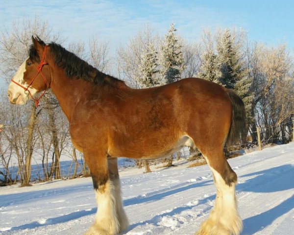 horse Mission Bell Titan (Clydesdale, 2003, from Greendykes Pioneer)