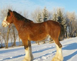 Pferd Mission Bell Titan (Clydesdale, 2003, von Greendykes Pioneer)