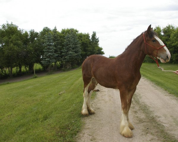 broodmare Hill Topper Sky's Dawne (Clydesdale, 2013, from Mission Bell Titan)