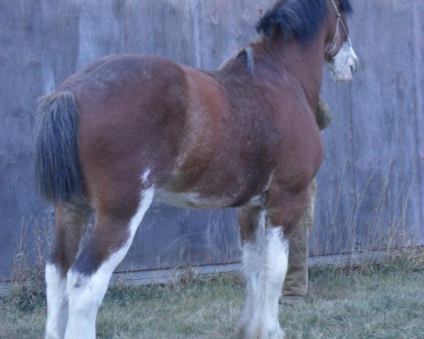 horse A.M. Majestic Boots (Clydesdale, 2007, from Freedom Royal Majestic)