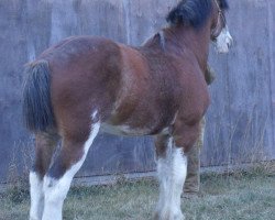 Pferd A.M. Majestic Boots (Clydesdale, 2007, von Freedom Royal Majestic)