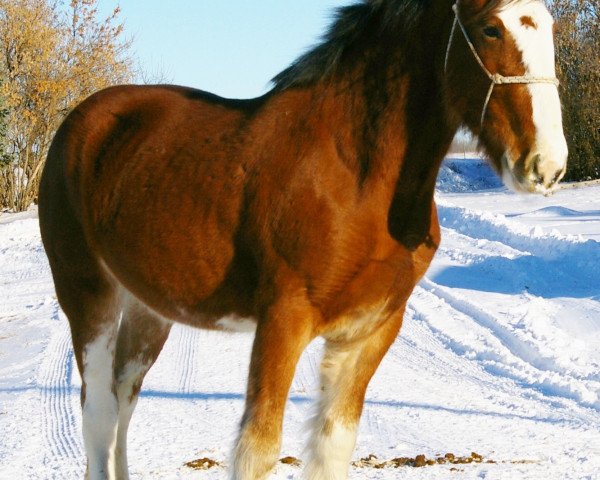 broodmare Hill Topper Sky's Rayne (Clydesdale, 2012, from A.M. Majestic Boots)
