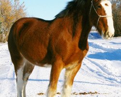 broodmare Hill Topper Sky's Rayne (Clydesdale, 2012, from A.M. Majestic Boots)