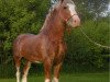 Pferd Hill Topper Blaze (Clydesdale, 2005, von Crack A Dawns Silver Storm)