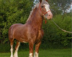 horse Hill Topper Blaze (Clydesdale, 2005, from Crack A Dawns Silver Storm)