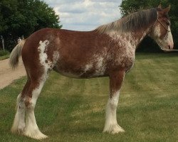 broodmare Hill Topper Charm's Paige (Clydesdale, 2012, from Hill Topper Blaze)