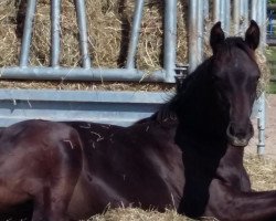 jumper Hengstfohlen Diarado x Contendro I (Holsteiner, 2019, from Diarado)