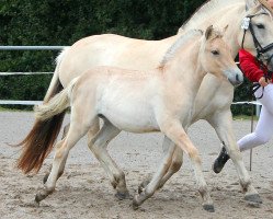 horse Vilhelmine (Fjord Horse, 2021, from Ilvano)