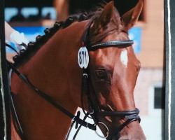 dressage horse Our Diamond xx (Thoroughbred, 2002, from Platini xx)