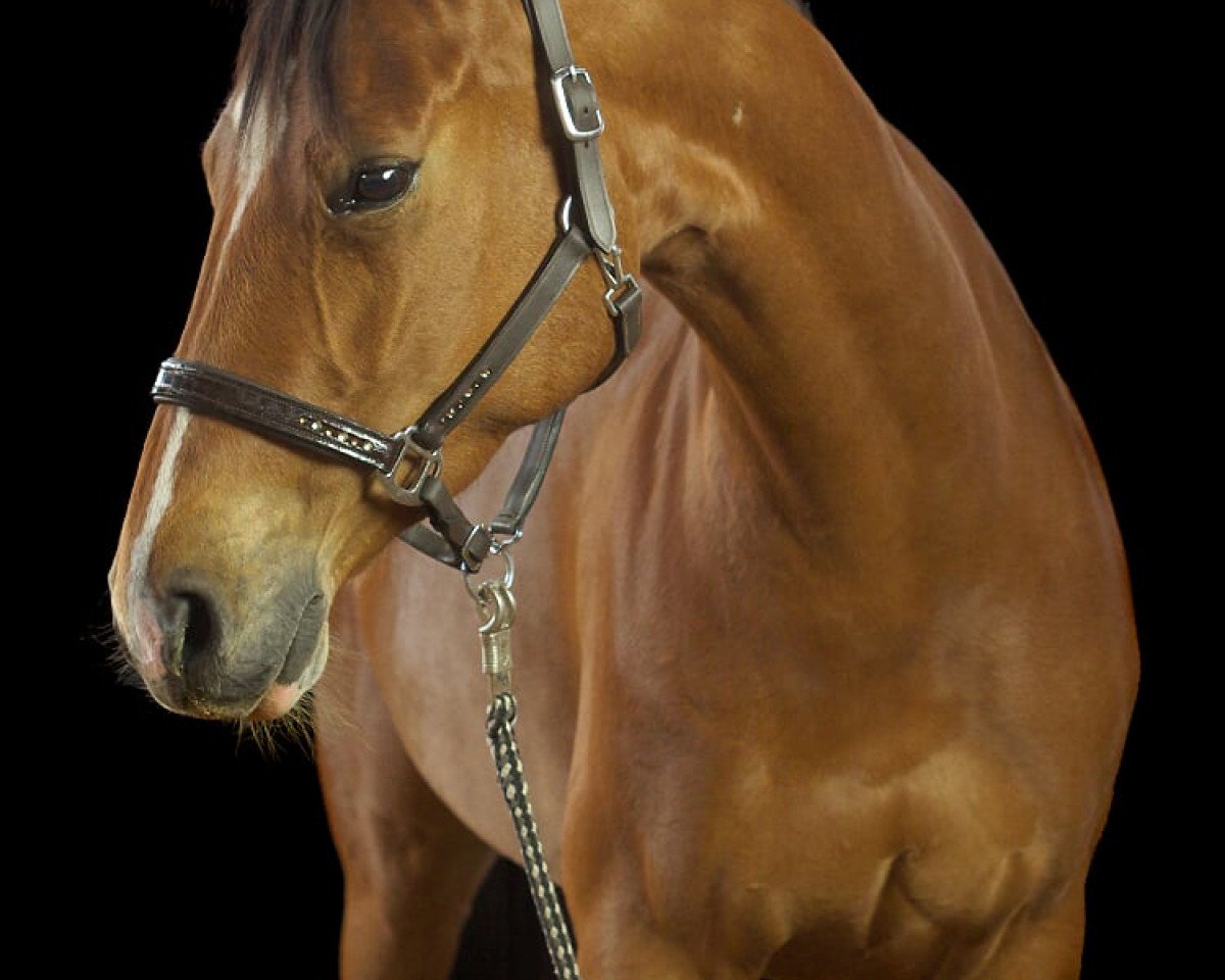 broodmare Loky vom Clüverhof (Hanoverian, 2012, from Last Mans Hope)