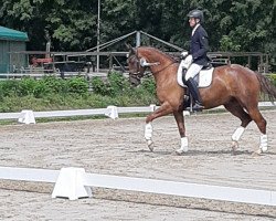 dressage horse Djoker B (Westphalian, 2013, from Dankeschön)