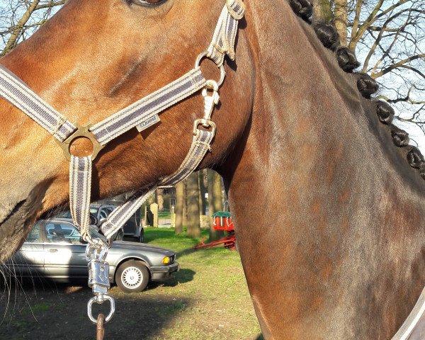 broodmare Divari B (Westphalian, 2012, from Dankeschön)