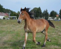 Pferd Hilde (Rheinisch-Deutsches Kaltblut, 2018, von Achat 2660)