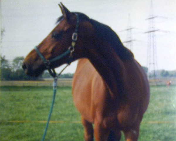 horse Ilka (Trakehner, 1987, from Karon)