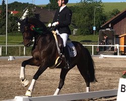 dressage horse Joy of Life 8 (Rhinelander, 2011, from Jazz Rubin)