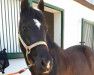 horse Ahorn's Modena (New Forest Pony, 2003, from Kantje's Armando)