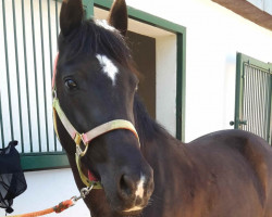 Pferd Ahorn's Modena (New-Forest-Pony, 2003, von Kantje's Armando)