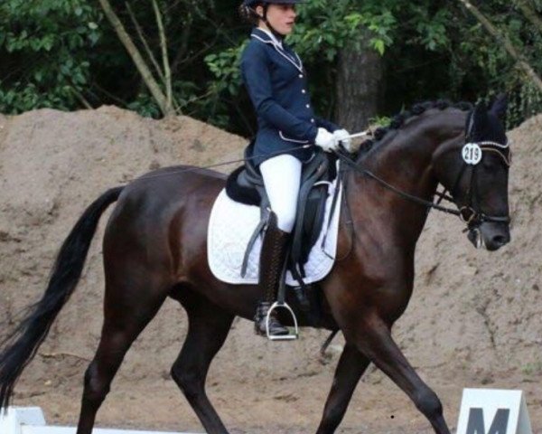 Pferd Once Again (Deutsches Reitpony, 2007)