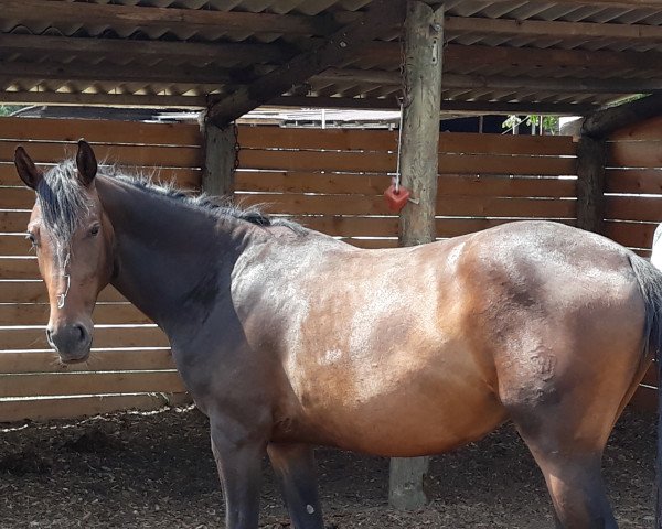 dressage horse Salome (Westphalian, 2017, from Sacre Coeur)