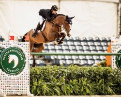 Springpferd Legolas Ter Wilgen (Belgisches Warmblut, 2011, von Emilion)