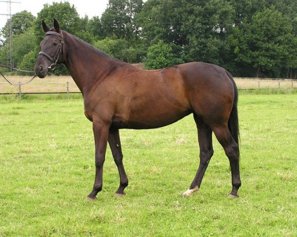 Pferd Distelkrone (Trakehner, 1999, von Sapros)