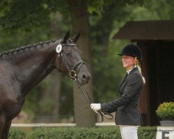 Springpferd Distelstolz (Trakehner, 2010, von Axis TSF)