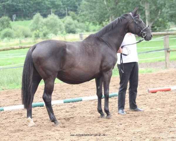 Zuchtstute Distelglueck (Trakehner, 1992, von Habicht)