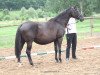 broodmare Distelglueck (Trakehner, 1992, from Habicht)