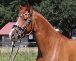 dressage horse Destania Romantica (Oldenburg, 2013, from Desperado)