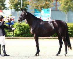 broodmare Distelschatz (Trakehner, 2011, from Axis TSF)