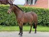 Dressurpferd Miracle Movie Star (Deutsches Reitpony, 2016, von Movie Star)