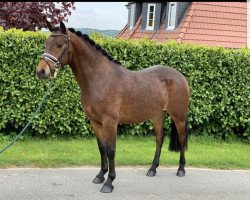 dressage horse Miracle Movie Star (German Riding Pony, 2016, from Movie Star)