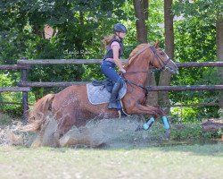 Springpferd Sanyo's Cindy (KWPN (Niederländisches Warmblut), 2007, von Sanyo)