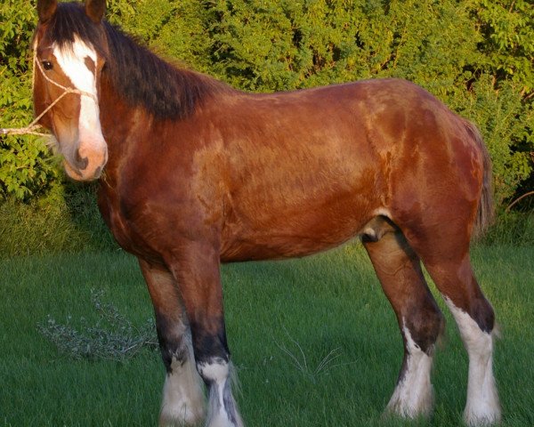 horse Hill Topper Jake's Luke (Clydesdale, 2011, from Mistyland Jake)