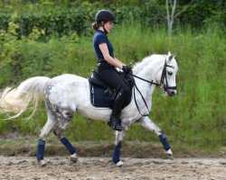 jumper Sunny G (Pony without race description, 2009, from Santiago)